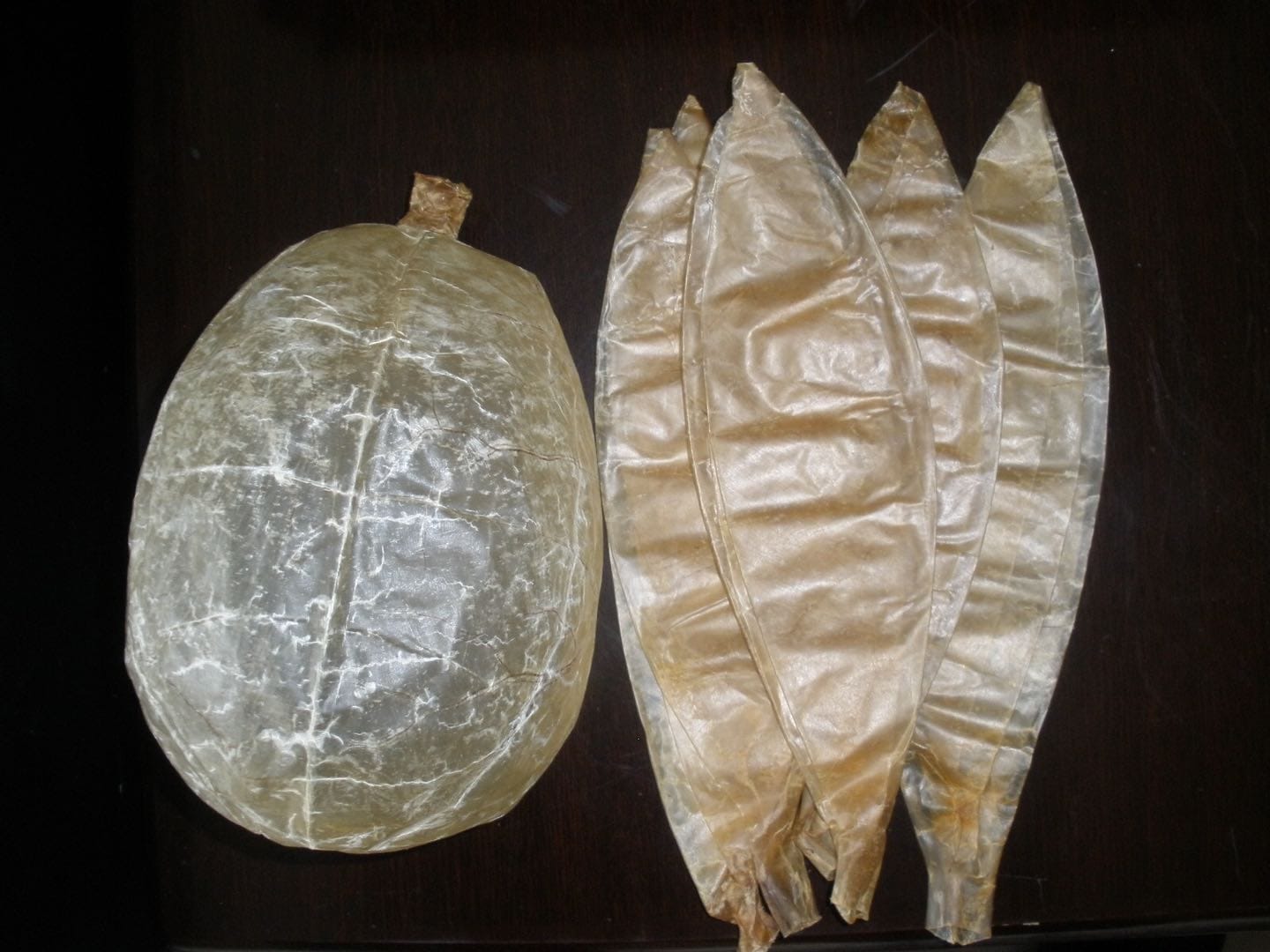 Vezici de porc uscate - set 10 buc. - imagine 4